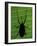 Weevil Silhouette Through Leaf, Sulawesi, Indonesia-Solvin Zankl-Framed Photographic Print