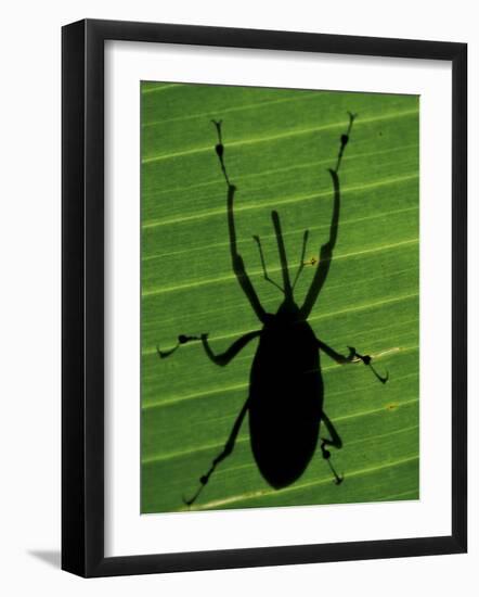 Weevil Silhouette Through Leaf, Sulawesi, Indonesia-Solvin Zankl-Framed Photographic Print