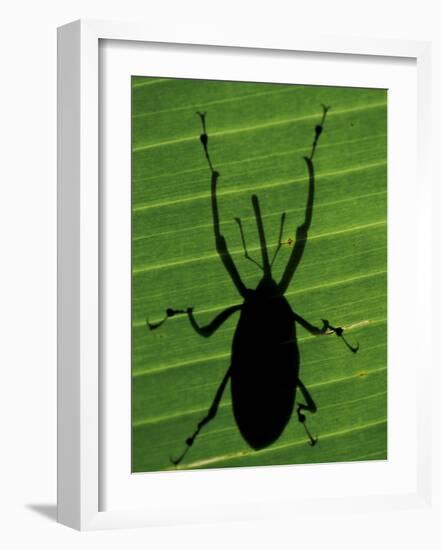 Weevil Silhouette Through Leaf, Sulawesi, Indonesia-Solvin Zankl-Framed Photographic Print