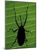 Weevil Silhouette Through Leaf, Sulawesi, Indonesia-Solvin Zankl-Mounted Photographic Print