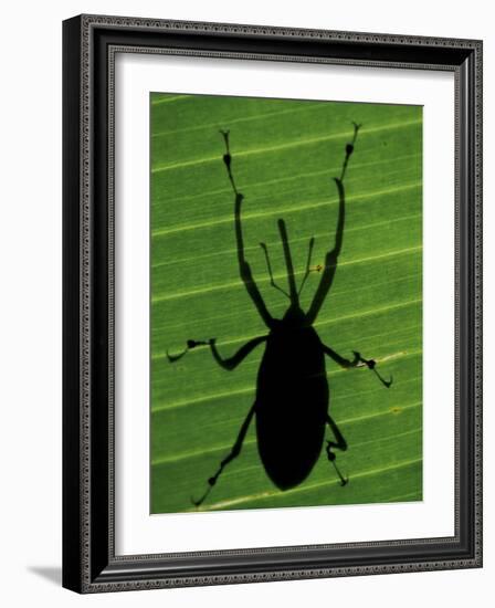 Weevil Silhouette Through Leaf, Sulawesi, Indonesia-Solvin Zankl-Framed Photographic Print