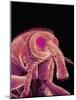 Weevil-Micro Discovery-Mounted Photographic Print