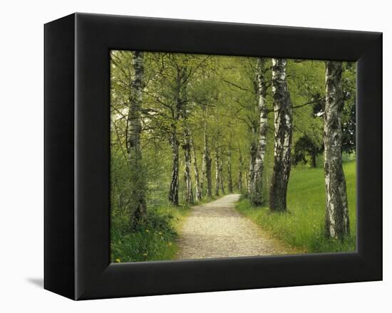 Weg, Birken, Allee, Frv¼hling, Natur, Waldweg, Birkenallee-Thonig-Framed Premier Image Canvas