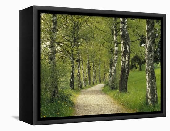 Weg, Birken, Allee, Frv¼hling, Natur, Waldweg, Birkenallee-Thonig-Framed Premier Image Canvas