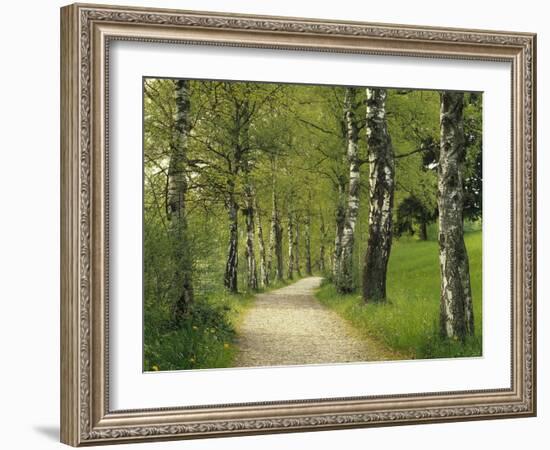 Weg, Birken, Allee, Frv¼hling, Natur, Waldweg, Birkenallee-Thonig-Framed Photographic Print