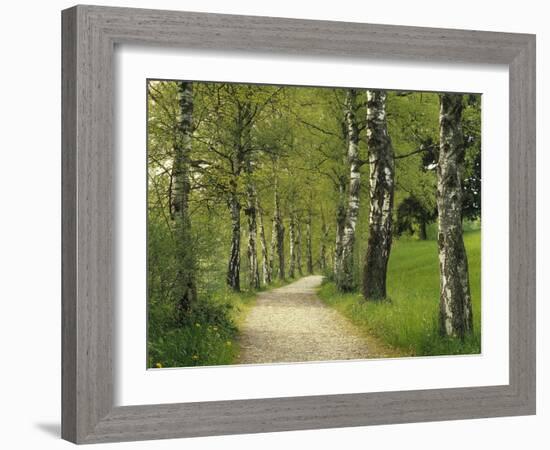 Weg, Birken, Allee, Frv¼hling, Natur, Waldweg, Birkenallee-Thonig-Framed Photographic Print