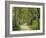 Weg, Birken, Allee, Frv¼hling, Natur, Waldweg, Birkenallee-Thonig-Framed Photographic Print