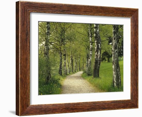 Weg, Birken, Allee, Frv¼hling, Natur, Waldweg, Birkenallee-Thonig-Framed Photographic Print