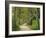 Weg, Birken, Allee, Frv¼hling, Natur, Waldweg, Birkenallee-Thonig-Framed Photographic Print