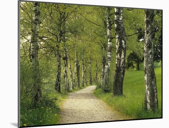 Weg, Birken, Allee, Frv¼hling, Natur, Waldweg, Birkenallee-Thonig-Mounted Photographic Print