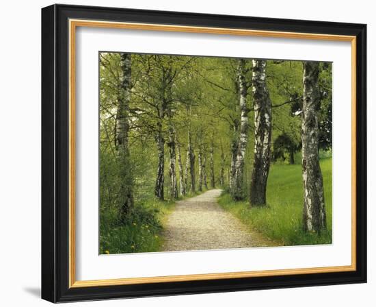 Weg, Birken, Allee, Frv¼hling, Natur, Waldweg, Birkenallee-Thonig-Framed Photographic Print