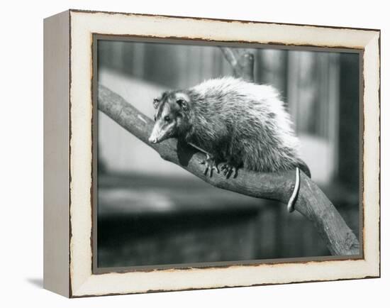 Weid'S/Big-Eared Opossum on a Branch at London Zoo, November 1915-Frederick William Bond-Framed Premier Image Canvas