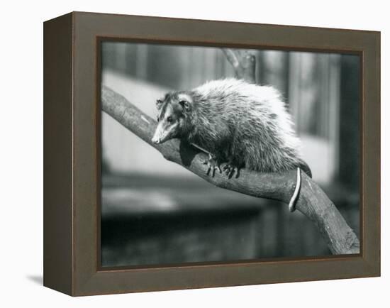 Weid'S/Big-Eared Opossum on a Branch at London Zoo, November 1915-Frederick William Bond-Framed Premier Image Canvas