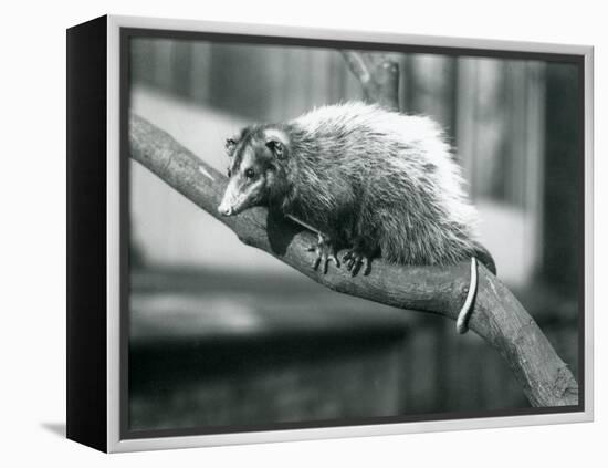 Weid'S/Big-Eared Opossum on a Branch at London Zoo, November 1915-Frederick William Bond-Framed Premier Image Canvas