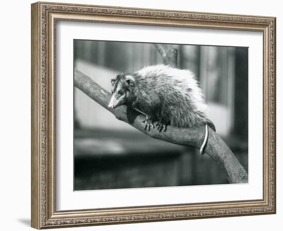 Weid'S/Big-Eared Opossum on a Branch at London Zoo, November 1915-Frederick William Bond-Framed Giclee Print