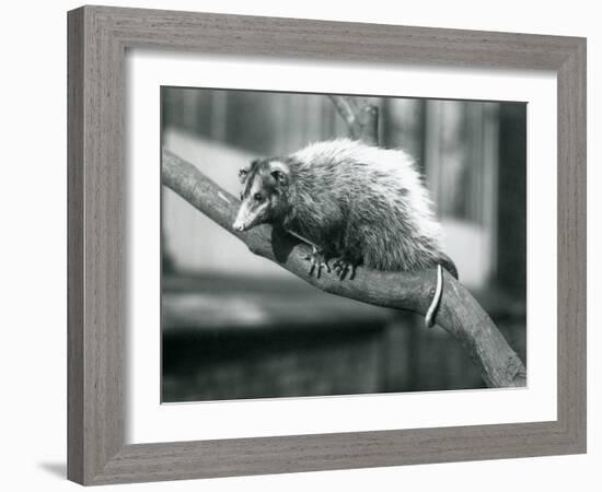 Weid'S/Big-Eared Opossum on a Branch at London Zoo, November 1915-Frederick William Bond-Framed Giclee Print