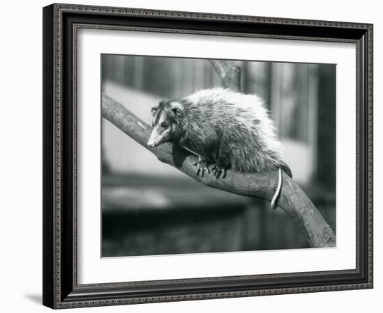 Weid'S/Big-Eared Opossum on a Branch at London Zoo, November 1915-Frederick William Bond-Framed Giclee Print