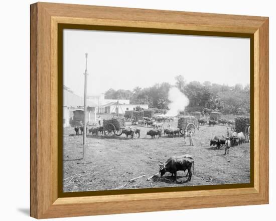 Weighing Sugar Cane before Unloading at the Mill-null-Framed Stretched Canvas