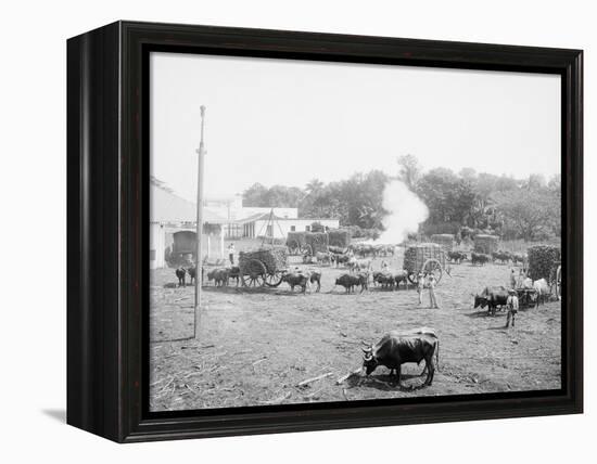 Weighing Sugar Cane before Unloading at the Mill-null-Framed Stretched Canvas