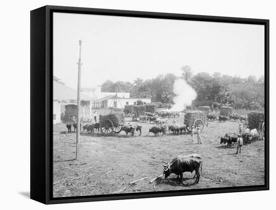 Weighing Sugar Cane before Unloading at the Mill-null-Framed Stretched Canvas