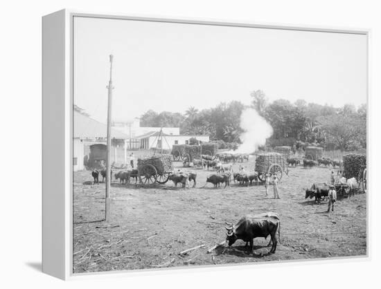 Weighing Sugar Cane before Unloading at the Mill-null-Framed Stretched Canvas