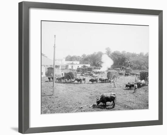 Weighing Sugar Cane before Unloading at the Mill-null-Framed Photo