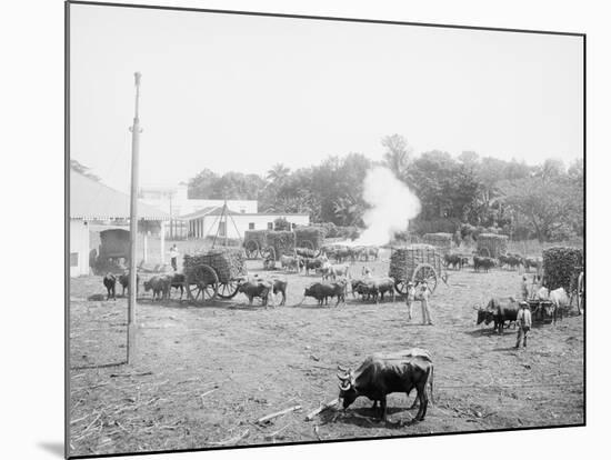 Weighing Sugar Cane before Unloading at the Mill-null-Mounted Photo