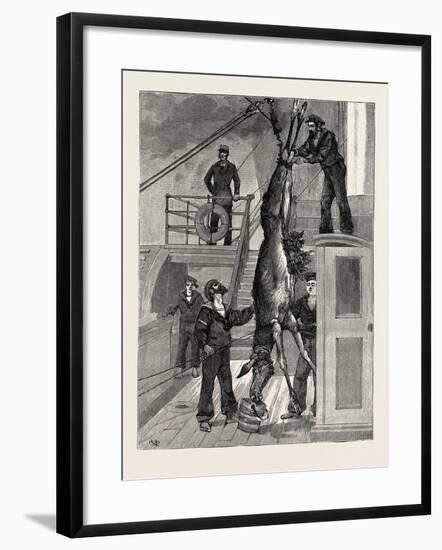 Weighing the Prince's Elk on Board the Osborne, Sweden-null-Framed Giclee Print