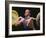 Weightlifter in Action-null-Framed Photographic Print