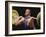 Weightlifter in Action-null-Framed Photographic Print