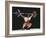 Weightlifter in Action-null-Framed Photographic Print