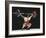 Weightlifter in Action-null-Framed Photographic Print