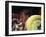 Weightlifter in Action-null-Framed Photographic Print