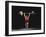 Weightlifter in Action-null-Framed Photographic Print