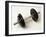 Weights-Chris Trotman-Framed Photographic Print