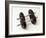 Weights-Chris Trotman-Framed Photographic Print