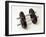 Weights-Chris Trotman-Framed Photographic Print