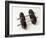 Weights-Chris Trotman-Framed Photographic Print