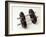 Weights-Chris Trotman-Framed Photographic Print