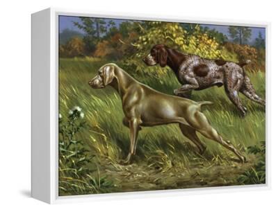 Weimaraner And German Short Haired Pointer Point To Prey In Field