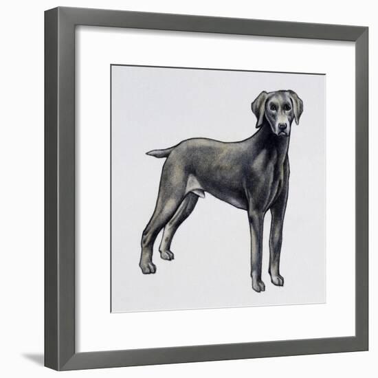 Weimaraner (Canis Lupus), Canidae, Drawing-null-Framed Giclee Print