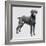 Weimaraner (Canis Lupus), Canidae, Drawing-null-Framed Giclee Print