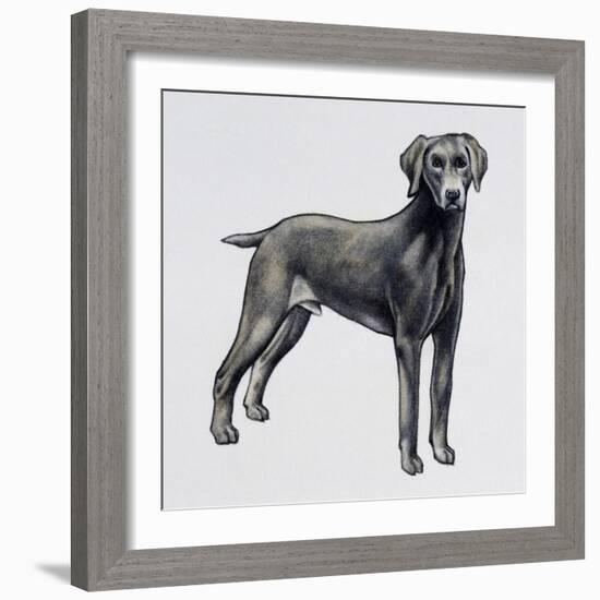 Weimaraner (Canis Lupus), Canidae, Drawing-null-Framed Giclee Print