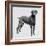 Weimaraner (Canis Lupus), Canidae, Drawing-null-Framed Giclee Print