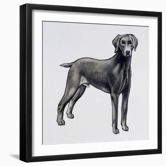 Weimaraner (Canis Lupus), Canidae, Drawing-null-Framed Giclee Print
