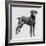 Weimaraner (Canis Lupus), Canidae, Drawing-null-Framed Giclee Print