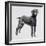 Weimaraner (Canis Lupus), Canidae, Drawing-null-Framed Giclee Print