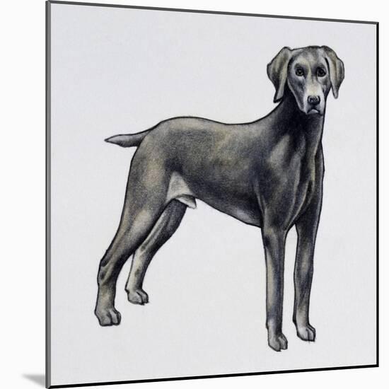 Weimaraner (Canis Lupus), Canidae, Drawing-null-Mounted Giclee Print