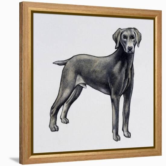 Weimaraner (Canis Lupus), Canidae, Drawing-null-Framed Premier Image Canvas