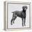 Weimaraner (Canis Lupus), Canidae, Drawing-null-Framed Premier Image Canvas